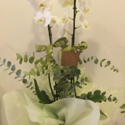 WhatsApp Image 2025-07-28 at 21.44.25 (1)